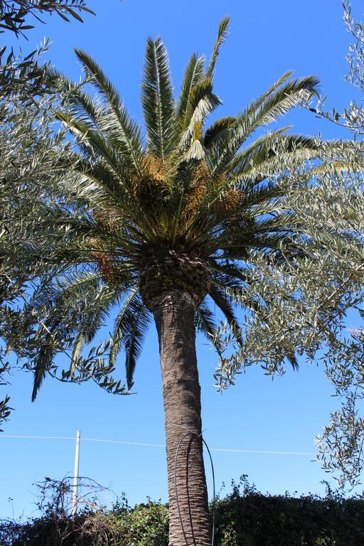 Appartamento Le Tre Palme Frigintini Экстерьер фото